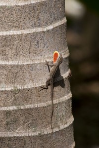 Lizard display