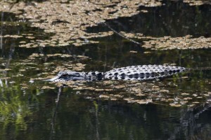 Gator