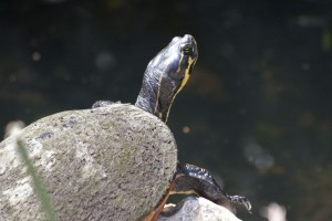 Turtle