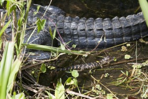 Baby gator