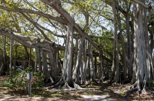 Banyon trees - Edison House