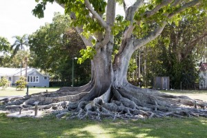 Banyon tree