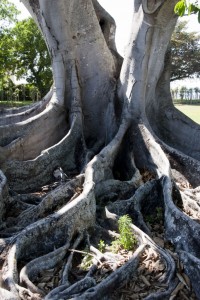 Banyon tree roots