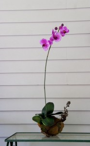 Orchid