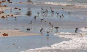 Shore birds