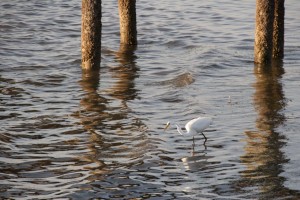 Egret