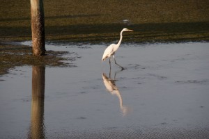 Egret