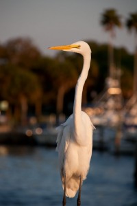 Egret