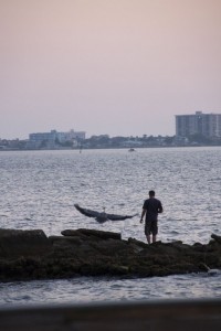 Heron attacks man