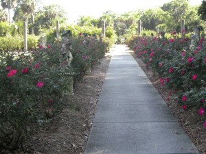 Ringling Mansion rose garden