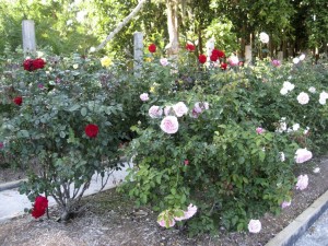 Ringling Mansion rose garden