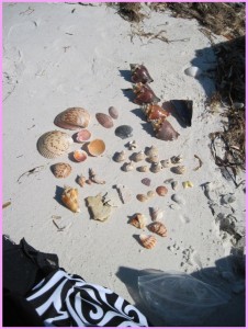 Caladesi Island shell collection