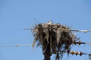 Osprey chick