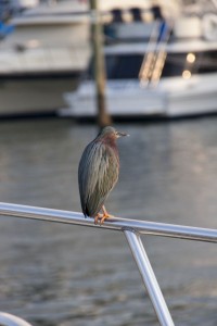 Bird contemplates the universe