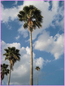 Palm trees and sky