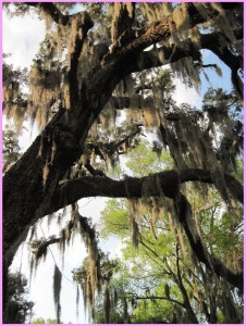 Spanish moss