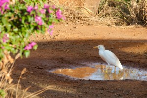 Egret