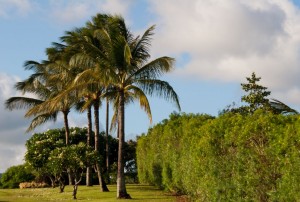 Palm trees behind our place