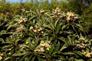 Flowering plant