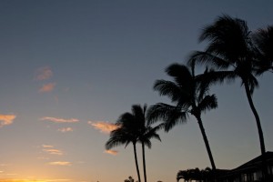 Palm trees at sunset