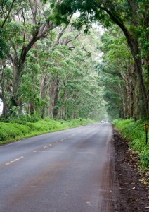 Tree tunnel