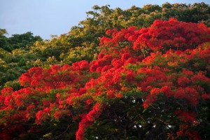 Sunrise in front of the Poipu Mall