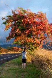 Marion photographs the tree