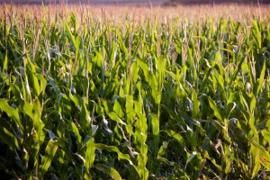 Corn field at sunrise