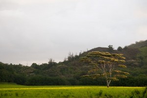 Tree at sunrise