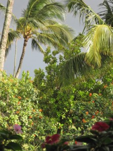 Landscaping at the restaurant (Marion)