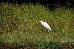 Egret