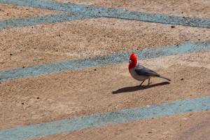 Cardinal