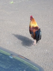 Rooster (Marion)