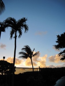 Palm trees at sunset (Marion)