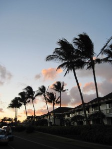 Palm trees at sunset (Marion)