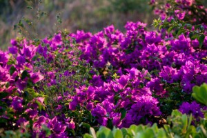 Flowers at sunset