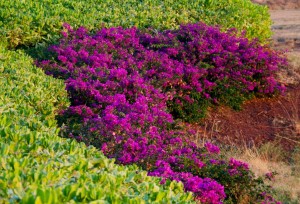 Flowers at sunset