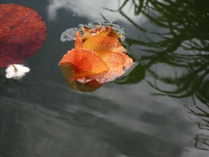 Flower in the river