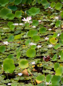 Botanical Garden