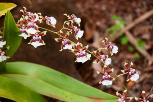 Botanical Garden