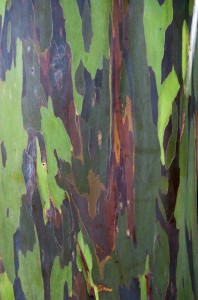 Tree Bark, Botanical Garden