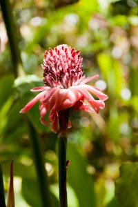 Botanical Garden