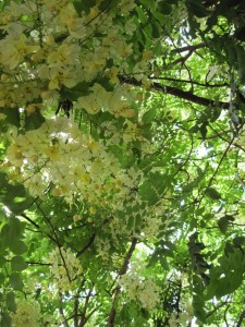 Tree blossoms (Marion)