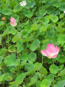 Pond at the Botanical Garden (Marion)