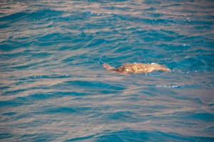 Sea turtle (a bit easier to tell)