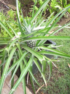 The pineapple plant on our patio (Marion)