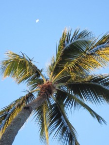 Palm tree and moon (Marion)