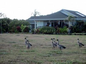 Nenes (Marion)