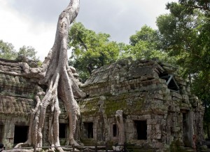 Strangler Fig, Ta Prohm Temple