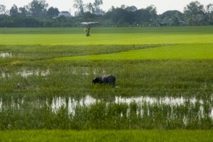 Water Buffalo